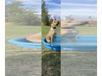 Chinese Shar-Pei-German Shepherd Dog Mix DOG FOR ADOPTION RGADN-1244584 - MAX -