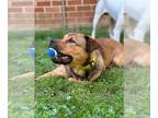 German Shepherd Dog Mix DOG FOR ADOPTION RGADN-1244591 - DRIZZY (COURTESY POST)