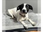 Boxer-Dalmatian Mix DOG FOR ADOPTION RGADN-1244592 - Sissy - EMERGENCY FOSTER