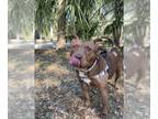 American Pit Bull Terrier DOG FOR ADOPTION RGADN-1244596 - FRAN - Pit Bull