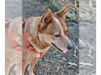 Mix DOG FOR ADOPTION RGADN-1244598 - Piper - Red Heeler (medium coat) Dog For