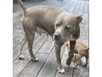 Adopt Diamond a Pit Bull Terrier