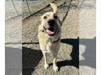 Anatolian Shepherd DOG FOR ADOPTION RGADN-1244603 - Clara - Anatolian Shepherd