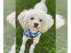 Poochon DOG FOR ADOPTION RGADN-1244610 - Tenshi - Poodle (Miniature) / Bichon