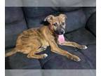 Black Mouth Cur Mix DOG FOR ADOPTION RGADN-1244617 - Bonnie - Black Mouth Cur /