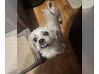 Shih Tzu DOG FOR ADOPTION RGADN-1244620 - Zep - Shih Tzu (long coat) Dog For