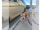 American Pit Bull Terrier DOG FOR ADOPTION RGADN-1244626 - Caramel - American