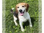 Beagle DOG FOR ADOPTION RGADN-1244629 - Cecil - Beagle (short coat) Dog For