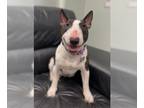 Bull Terrier DOG FOR ADOPTION RGADN-1244632 - Laila - Bull Terrier (short coat)