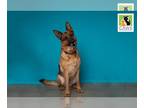 German Shepherd Dog Mix DOG FOR ADOPTION RGADN-1244638 - Gracie - German