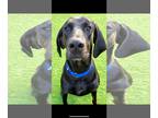 Doberman Pinscher-Great Dane Mix DOG FOR ADOPTION RGADN-1244642 - Axel -