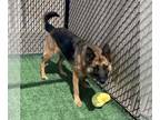 German Shepherd Dog DOG FOR ADOPTION RGADN-1244651 - WHINNY - German Shepherd