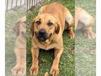 Black Mouth Cur-Labrador Retriever Mix DOG FOR ADOPTION RGADN-1244656 - BELLA -