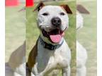 American Pit Bull Terrier DOG FOR ADOPTION RGADN-1244663 - Buddy - Pit Bull