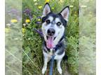 Mix DOG FOR ADOPTION RGADN-1244705 - EDDISON - Husky (medium coat) Dog For