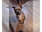 American Pit Bull Terrier DOG FOR ADOPTION RGADN-1244707 - Bennelli - Pit Bull