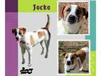 Jack Russell Terrier Mix DOG FOR ADOPTION RGADN-1244715 - Jocko - Jack Russell