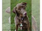 Chocolate Labrador retriever Mix DOG FOR ADOPTION RGADN-1244719 - Moose -