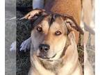 Shepradors DOG FOR ADOPTION RGADN-1244725 - Nova - German Shepherd Dog /