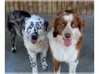 Australian Shepherd DOG FOR ADOPTION RGADN-1244729 - Bella and Bandit -