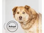 Huskies -Siberian Husky Mix DOG FOR ADOPTION RGADN-1244738 - Poofy Max - Husky /