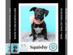 Dachshund-Labrador Retriever Mix DOG FOR ADOPTION RGADN-1244741 - Squishy
