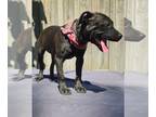 Labrador Retriever Mix DOG FOR ADOPTION RGADN-1244747 - Hermione - Labrador