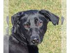 Whippet Mix DOG FOR ADOPTION RGADN-1244752 - Essie - Black Labrador Retriever /