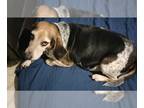 Basset Hound Mix DOG FOR ADOPTION RGADN-1244754 - BUDDY - Basset Hound / Mixed