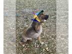 American Staffordshire Terrier DOG FOR ADOPTION RGADN-1244762 - RACCOON -