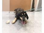 Collie DOG FOR ADOPTION RGADN-1244772 - SADIE - Collie (medium coat) Dog For