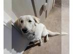Labrenees DOG FOR ADOPTION RGADN-1244779 - Sophie - Labrador Retriever / Great