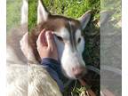 Siberian Husky DOG FOR ADOPTION RGADN-1244784 - Clifford - Siberian Husky