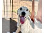 Anatolian Shepherd-Australian Shepherd Mix DOG FOR ADOPTION RGADN-1244798 -