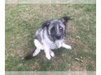 German Shepherd Dog-Siberian Husky Mix DOG FOR ADOPTION RGADN-1244801 - Baxter -