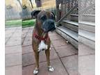 Boxer DOG FOR ADOPTION RGADN-1244806 - Livingston - Boxer Dog For Adoption