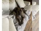 Mountain Cur-Staffordshire Bull Terrier Mix DOG FOR ADOPTION RGADN-1244812 -