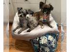 Pekingese Mix DOG FOR ADOPTION RGADN-1244820 - Giselle and Honey - bonded pair -