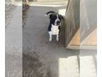 Borador DOG FOR ADOPTION RGADN-1244826 - crowley - Labrador Retriever / Border