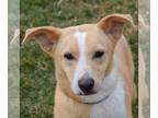 Pembroke Welsh Corgi Mix DOG FOR ADOPTION RGADN-1244851 - Doug - Shetland