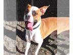 Boxer Mix DOG FOR ADOPTION RGADN-1244857 - Georgie - Boxer / Mixed (short coat)