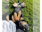 Rottweiler Mix DOG FOR ADOPTION RGADN-1244863 - Leia - Rottweiler / Mixed (short
