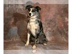 Australian Shepherd DOG FOR ADOPTION RGADN-1244865 - TANNIS - Australian