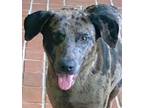 Adopt Stella a Catahoula Leopard Dog, Labrador Retriever
