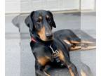 Doberman Pinscher DOG FOR ADOPTION RGADN-1244870 - Dreadnaught - Doberman