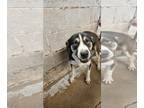 Beagle Mix DOG FOR ADOPTION RGADN-1244872 - Balthazar - Beagle / Mixed Dog For