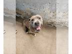 American Pit Bull Terrier DOG FOR ADOPTION RGADN-1244874 - Keith - Pit Bull
