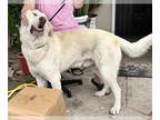 Great Pyrenees Mix DOG FOR ADOPTION RGADN-1244876 - ZEU - Great Pyrenees / Mixed