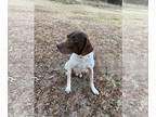 German Shorthaired Pointer DOG FOR ADOPTION RGADN-1244883 - Doc - German