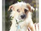 Cairn Terrier DOG FOR ADOPTION RGADN-1244884 - Lily Syd from Mexicp - Cairn